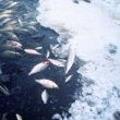 Dead fish Photo