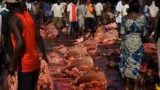 Oginiba slaughter market located in Trans -Amadi Industrial layout, Portfolio in Harcourt Photo