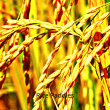 Rice Paddies Photo
