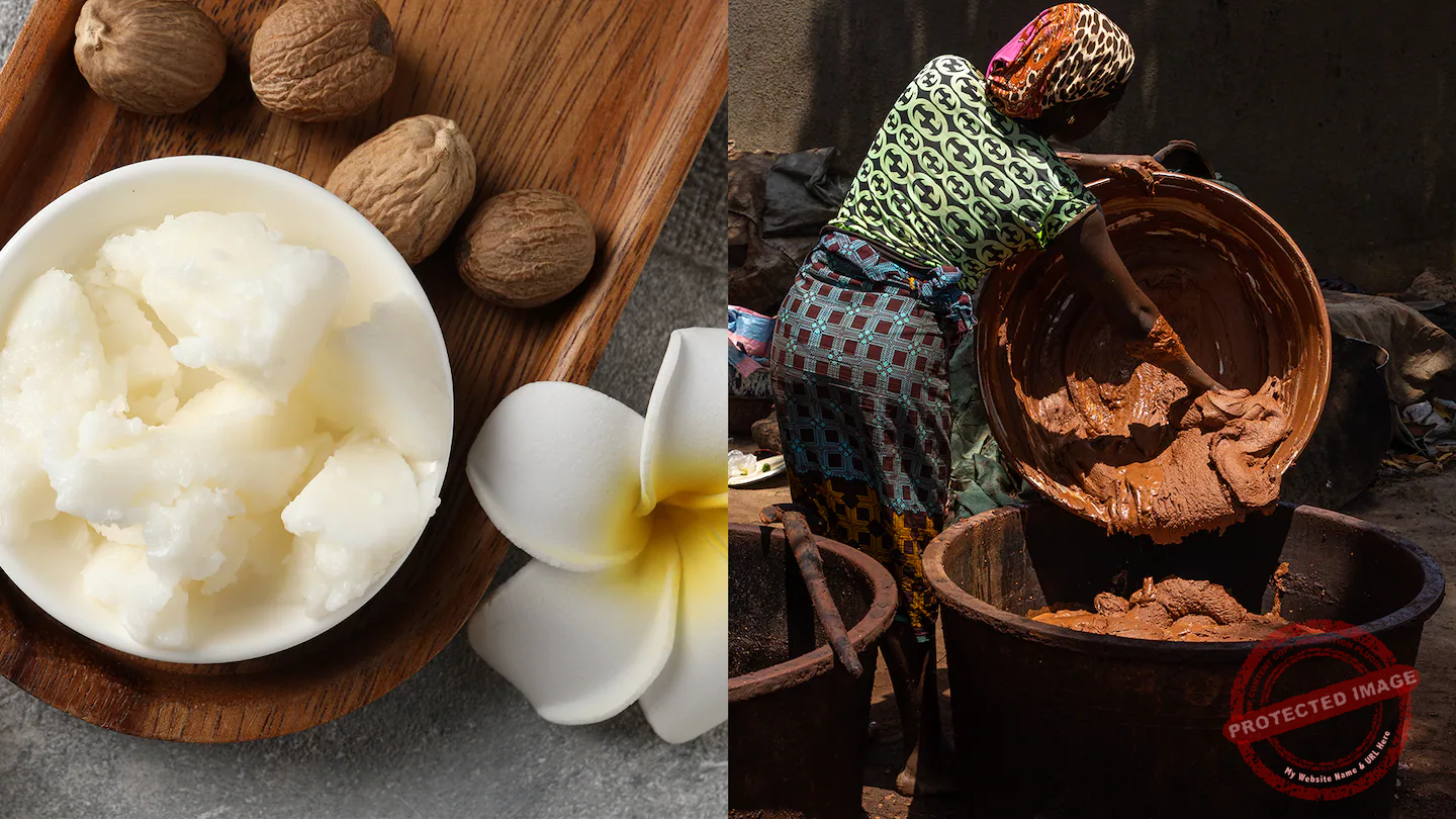 Nigeria Suspends Raw Shea Exports to Capture $6.5bn Global Market and Empower Women Farmers